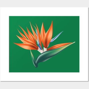 Strelitzia tropical flower Posters and Art